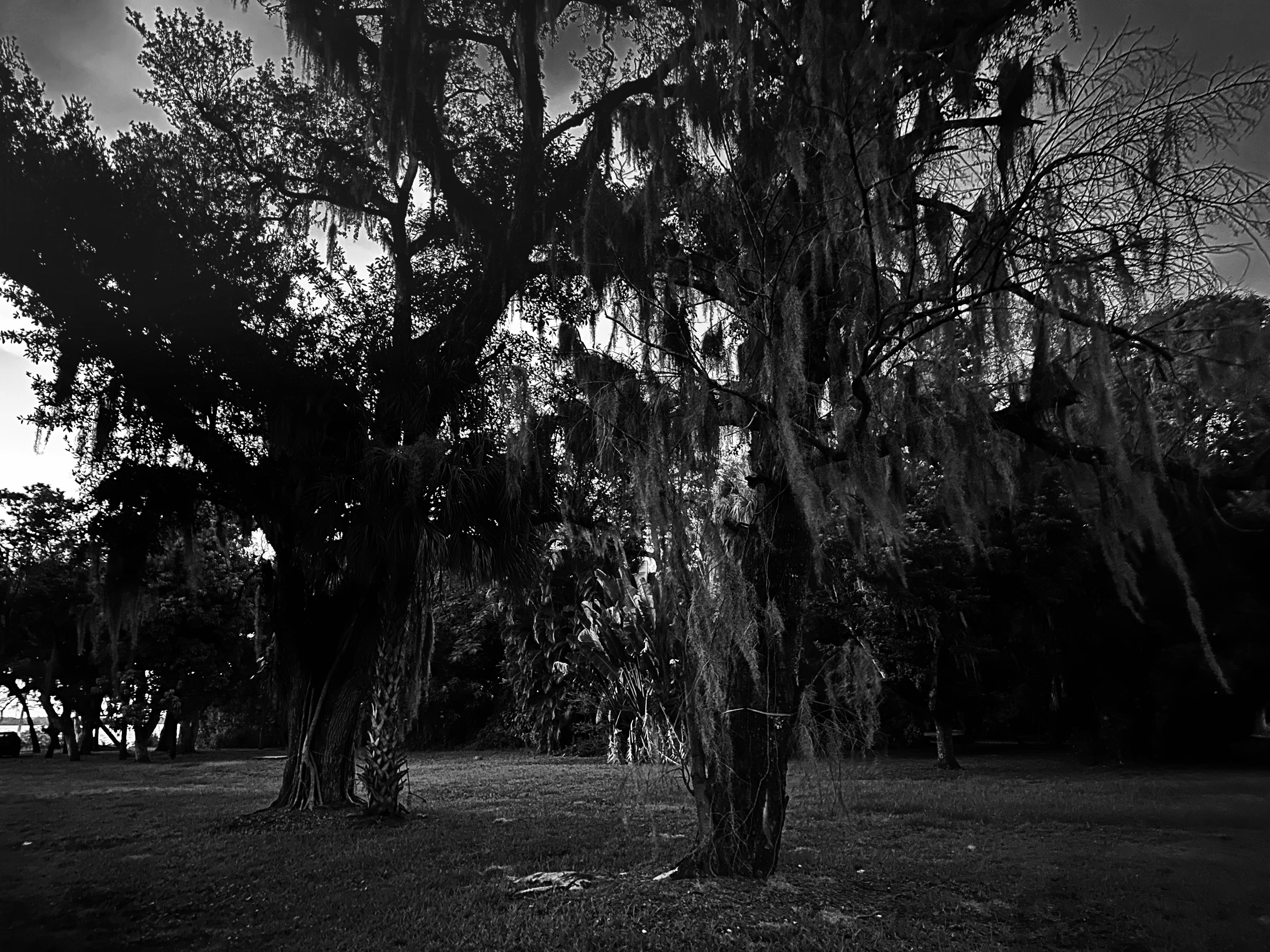 Old oak trees and Spanish moss in black and white.