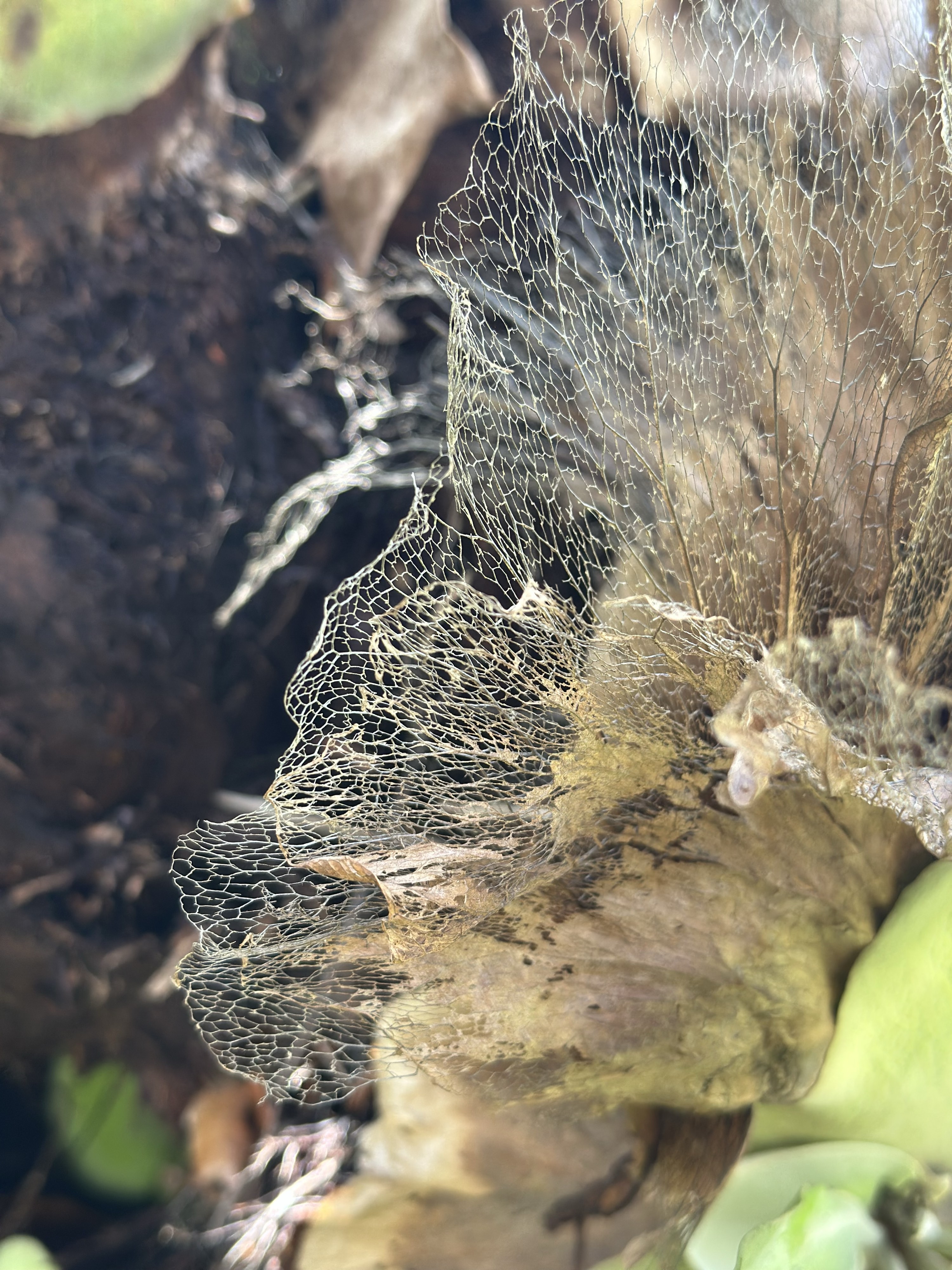 The delicate roots that look like lace on staghorn