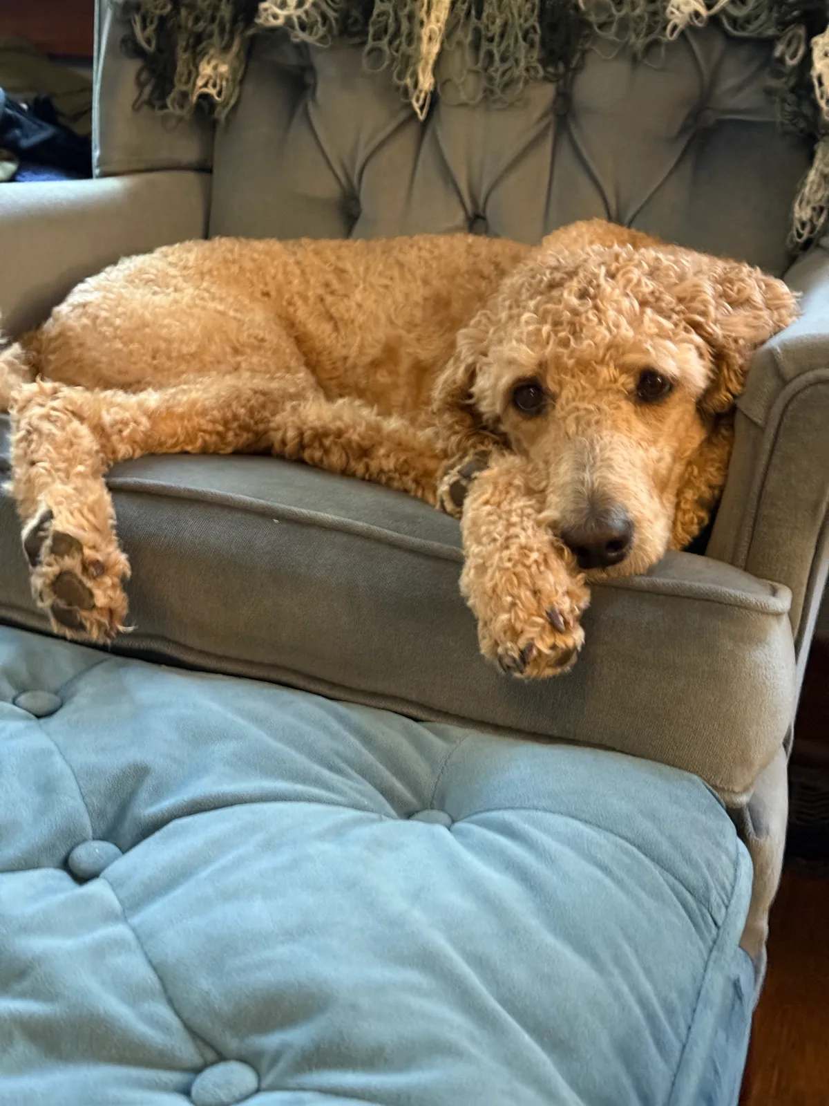 Macy: Laying in chair