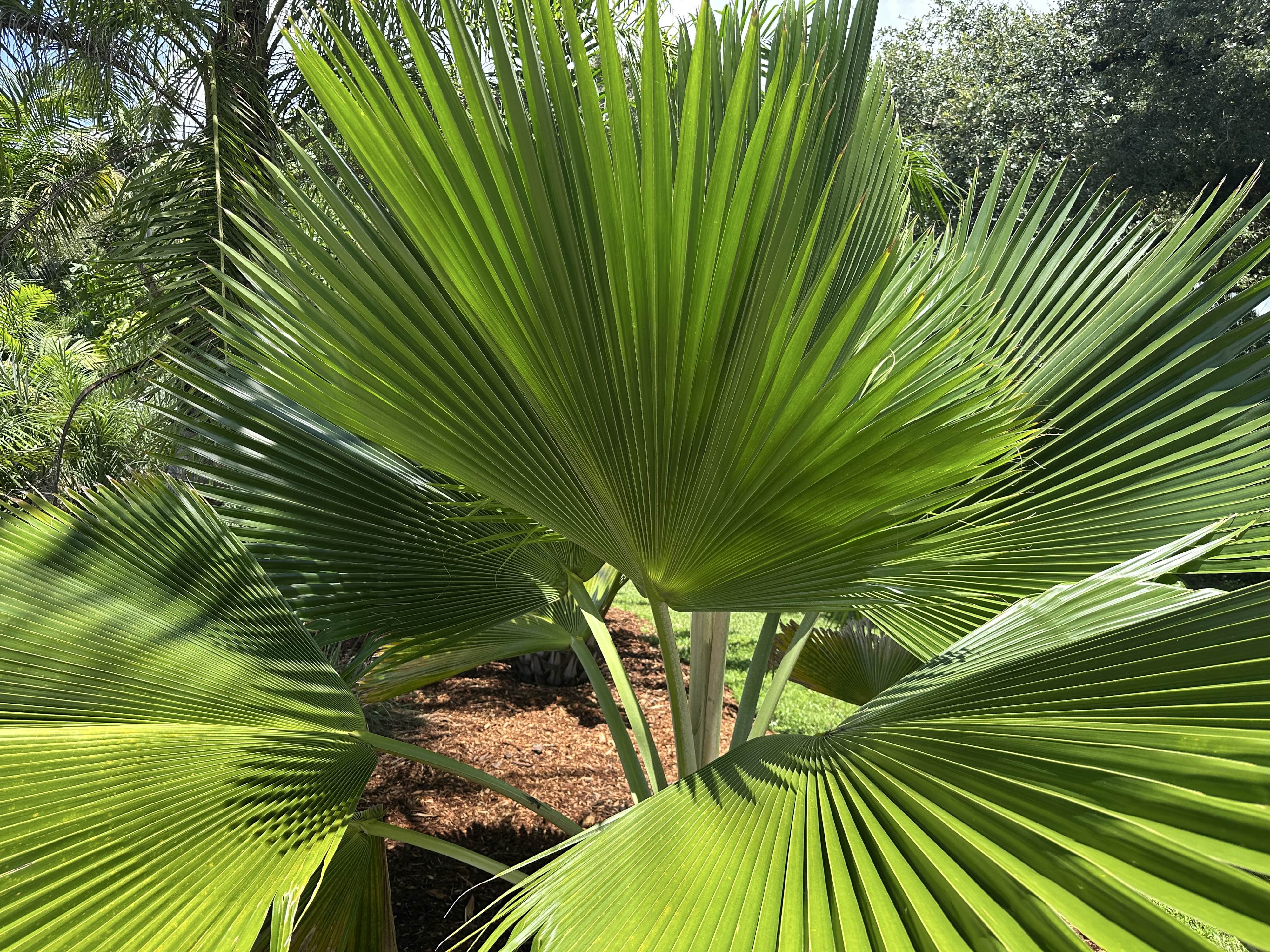 Giant fan palm in harsh afternoon light