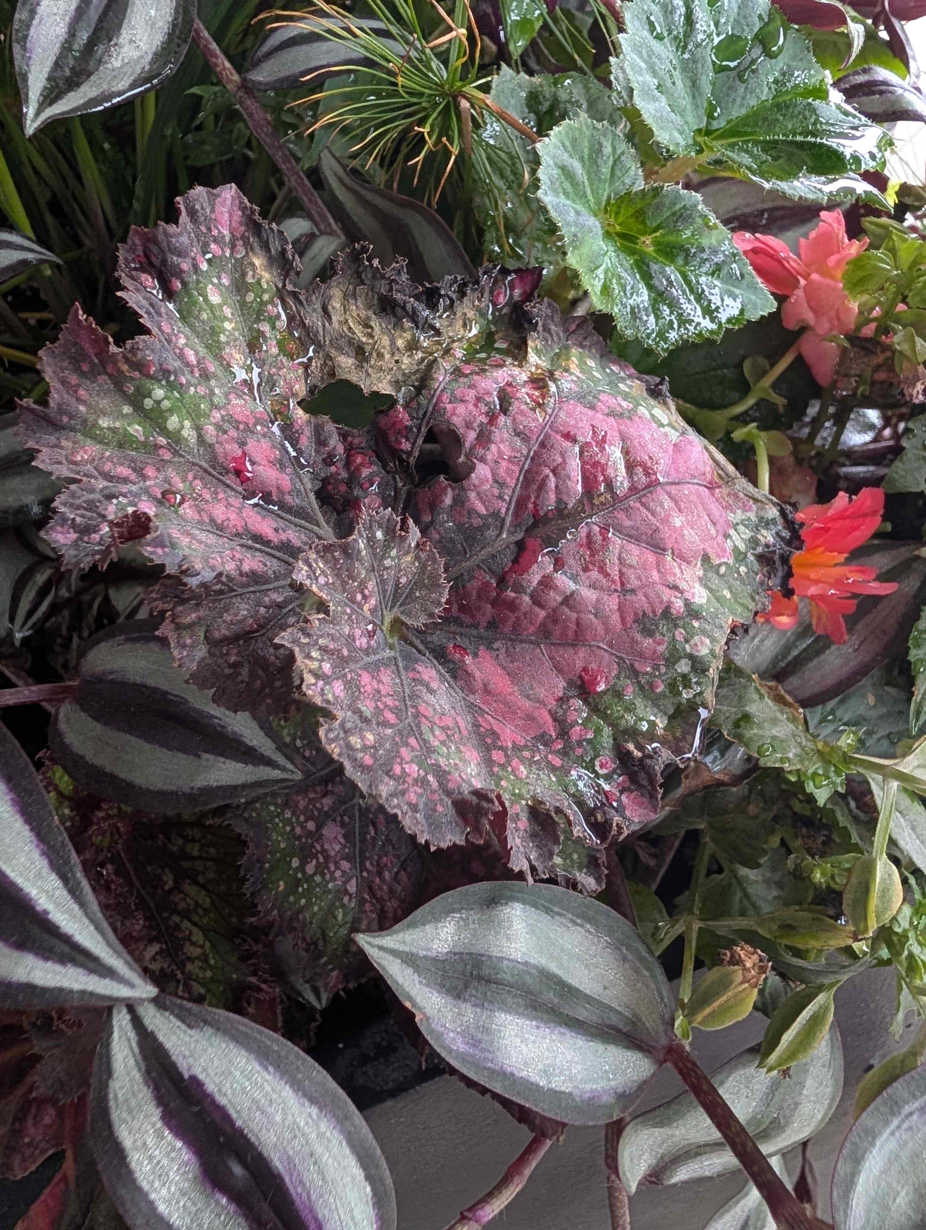 Close-up of a wet Rex begonia leaf with deep pink and dark green speckled patterns, surrounded by silver-striped inch plant leaves and small pink blossoms.