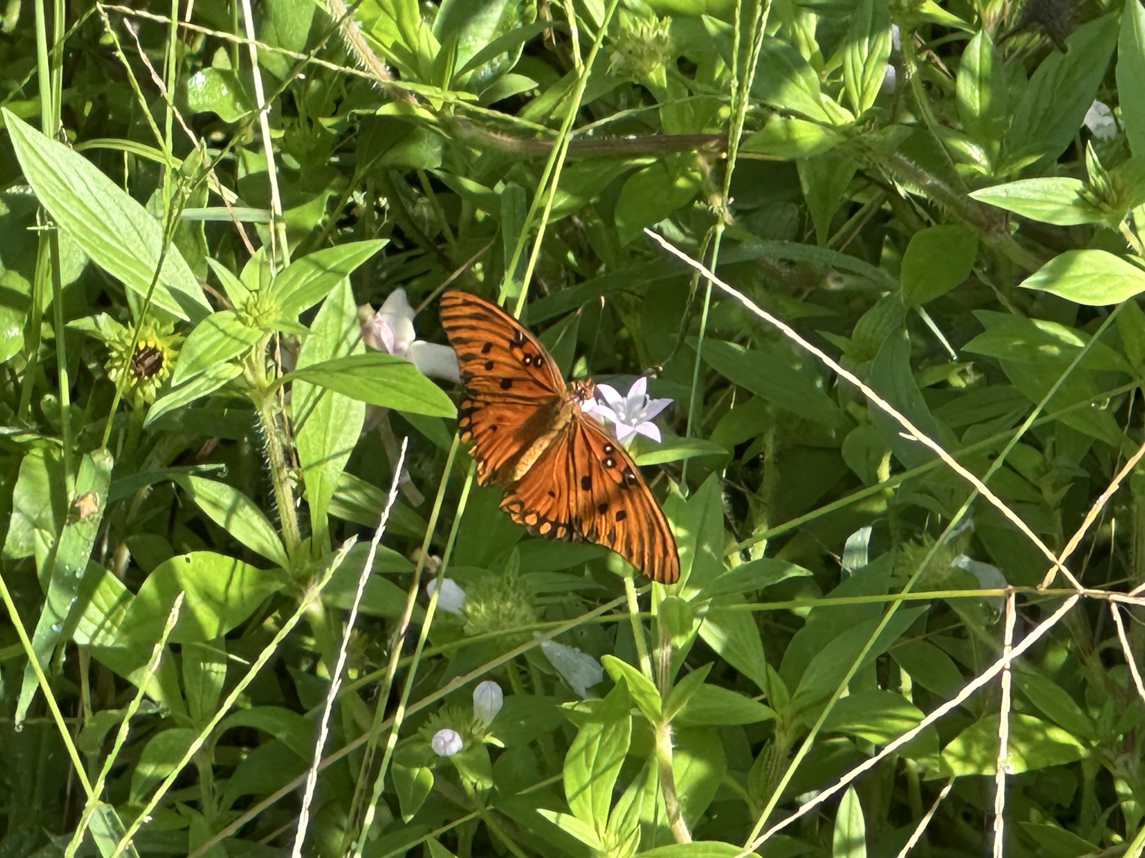 A gulf fluttery butterfly orange and black on a tiny white flower near the grass. My pic iPhone 

he Gulf fritillary (Agraulis vanillae) is a “tbright, medium-sized orange butterfly known for the striking metallic silver spots on the undersides of its wings.”