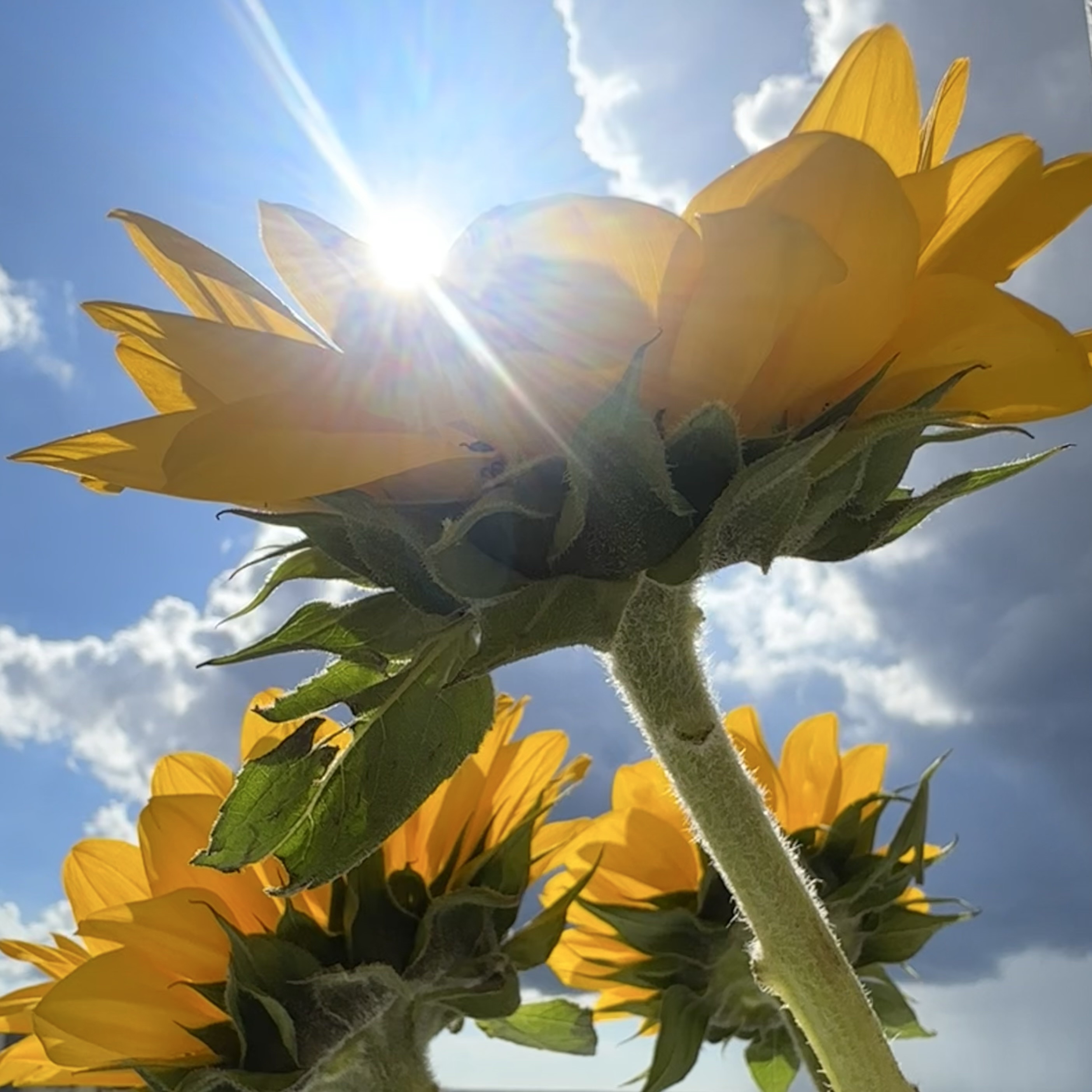 3 bright yellow sunflower heads on stems backlit by bright sunshine with a streak of light. Blue sky fluffy white clouds. iPhone no edits.