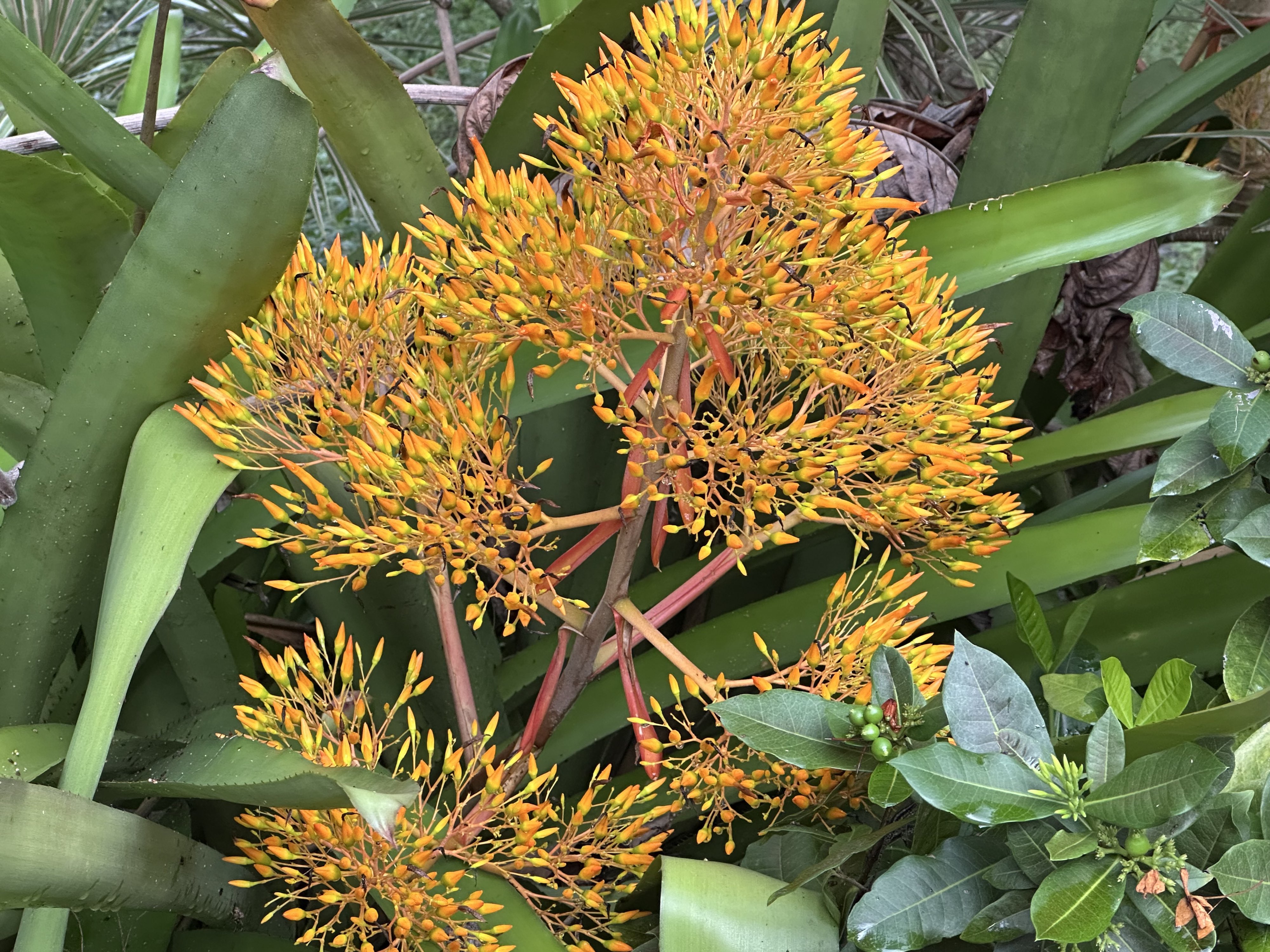 Yellow spiky flowers that look like coral to me. Green leaves behind.