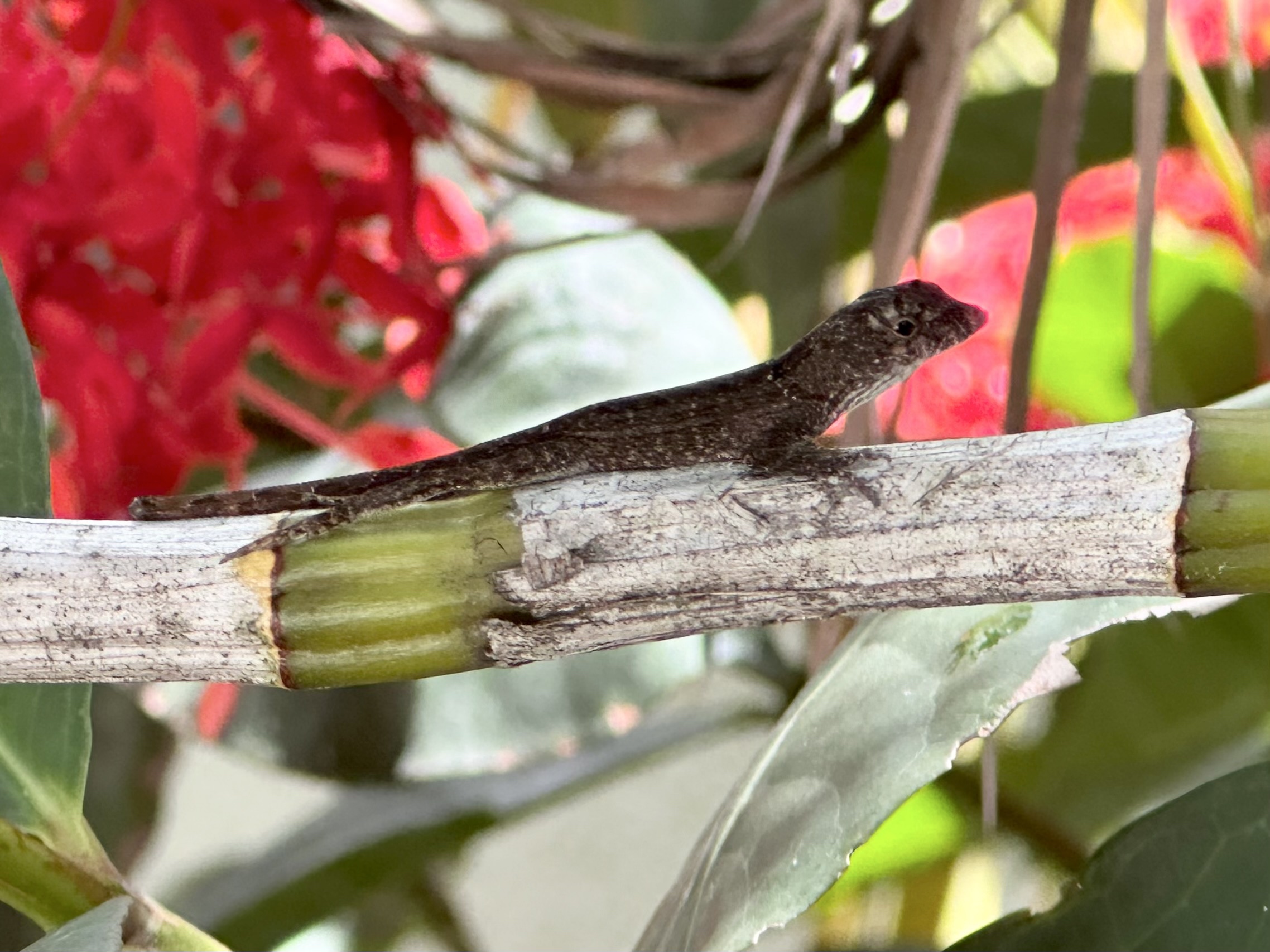 Tiny brown speckled lizard shorter than 2 inches sits on the branch of the scarlet jungleflame. It has little pink dot black eyes and tiny claws and is missing the tip of its tail. The branched is segmented free. And gray-white. Out of focus red flowers floating the background with sunlight and more leaves. My photo iPhone no edits.