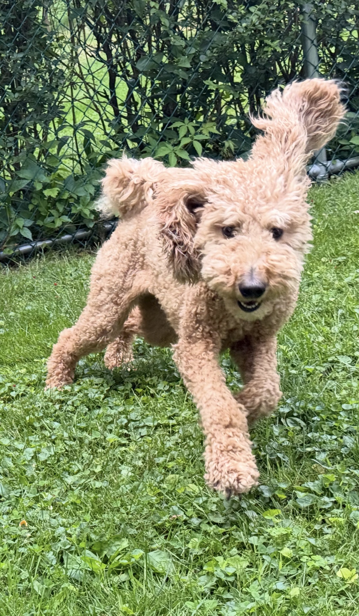 Macy
