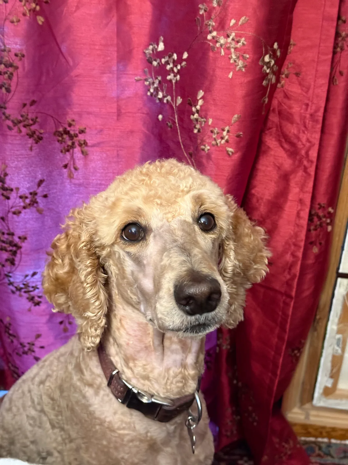 Macy: New haircut