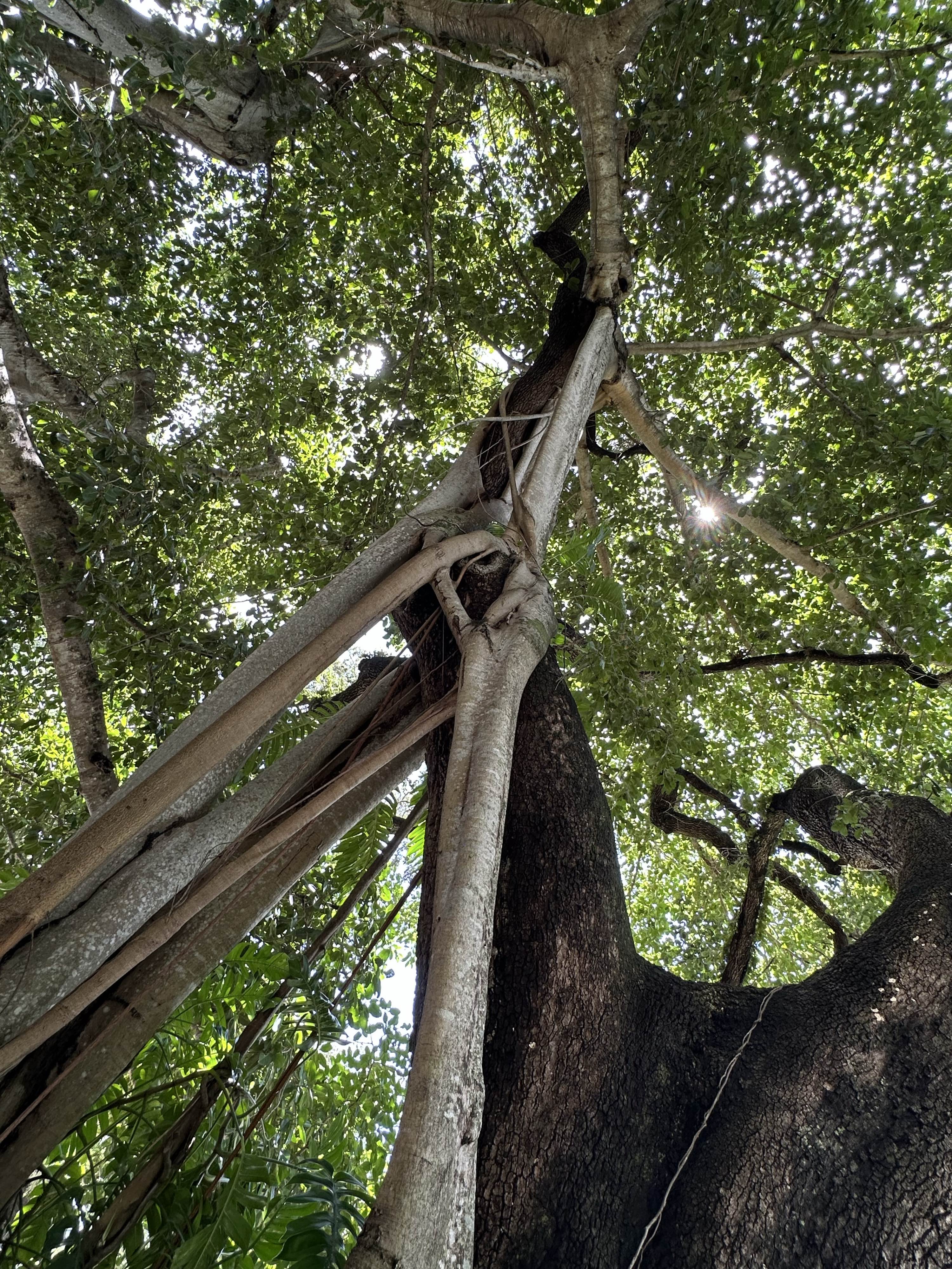 Old tall fig tree with long roots coming down from the branches that look like gray bones and ligaments. Leafy canopy with sun peeking out. iPhone no edits.