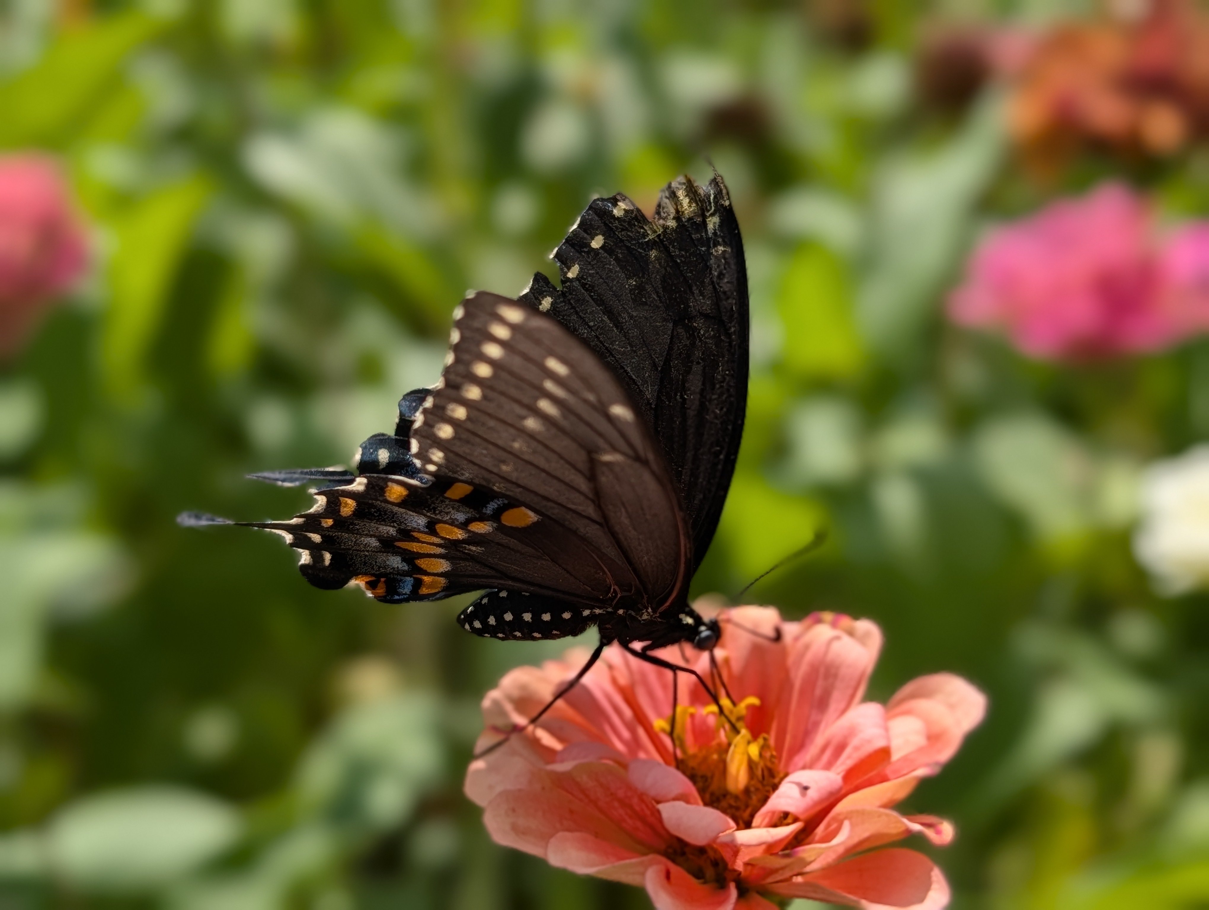A black swallowtail butterfly with orange and blue wing spots perches on a pink zinnia flower against a soft green background.