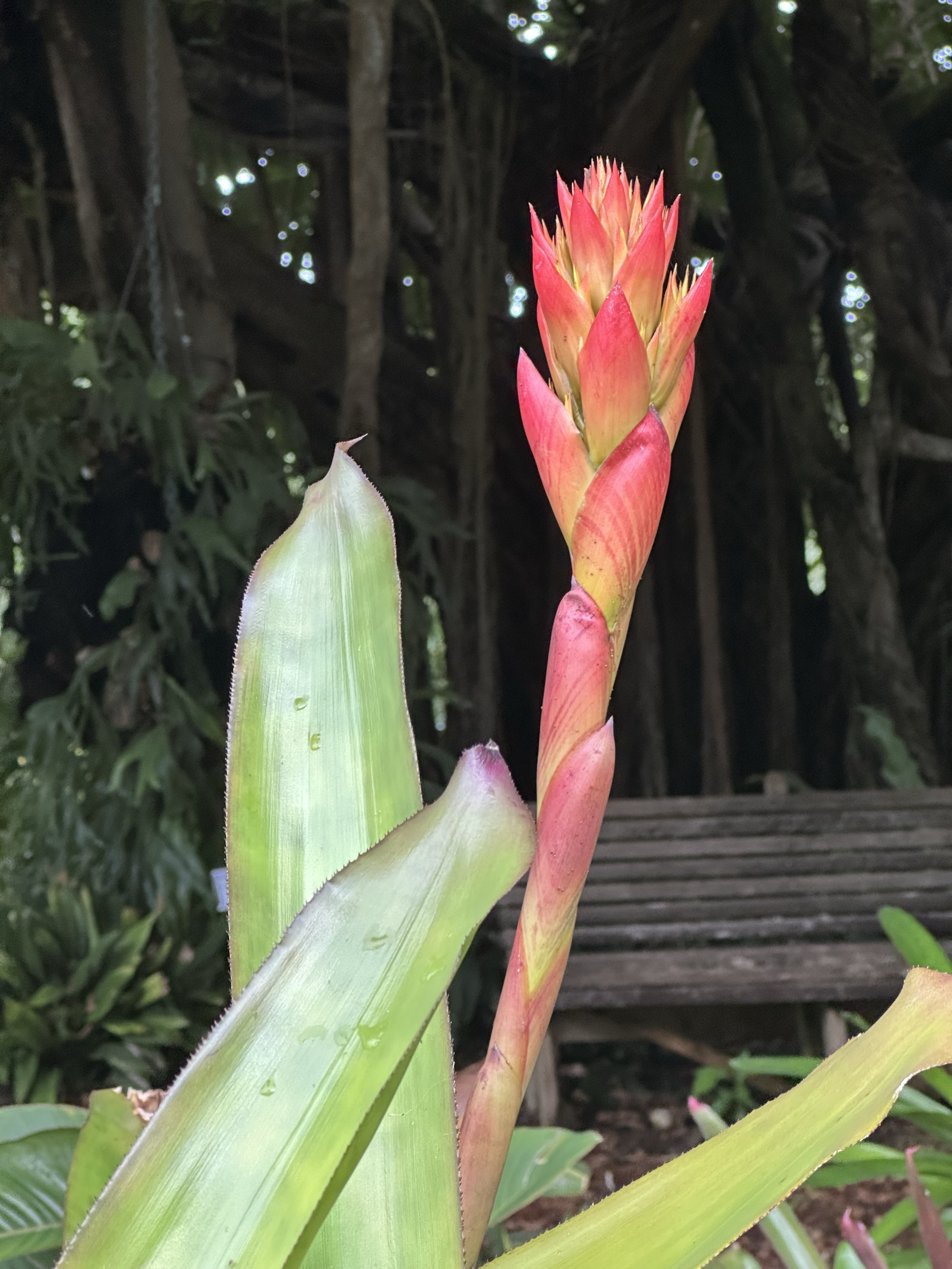 Run plant. Bright red and yellow middle that looks like ginger and bird of paradise mixed together. Tree behind with bench.