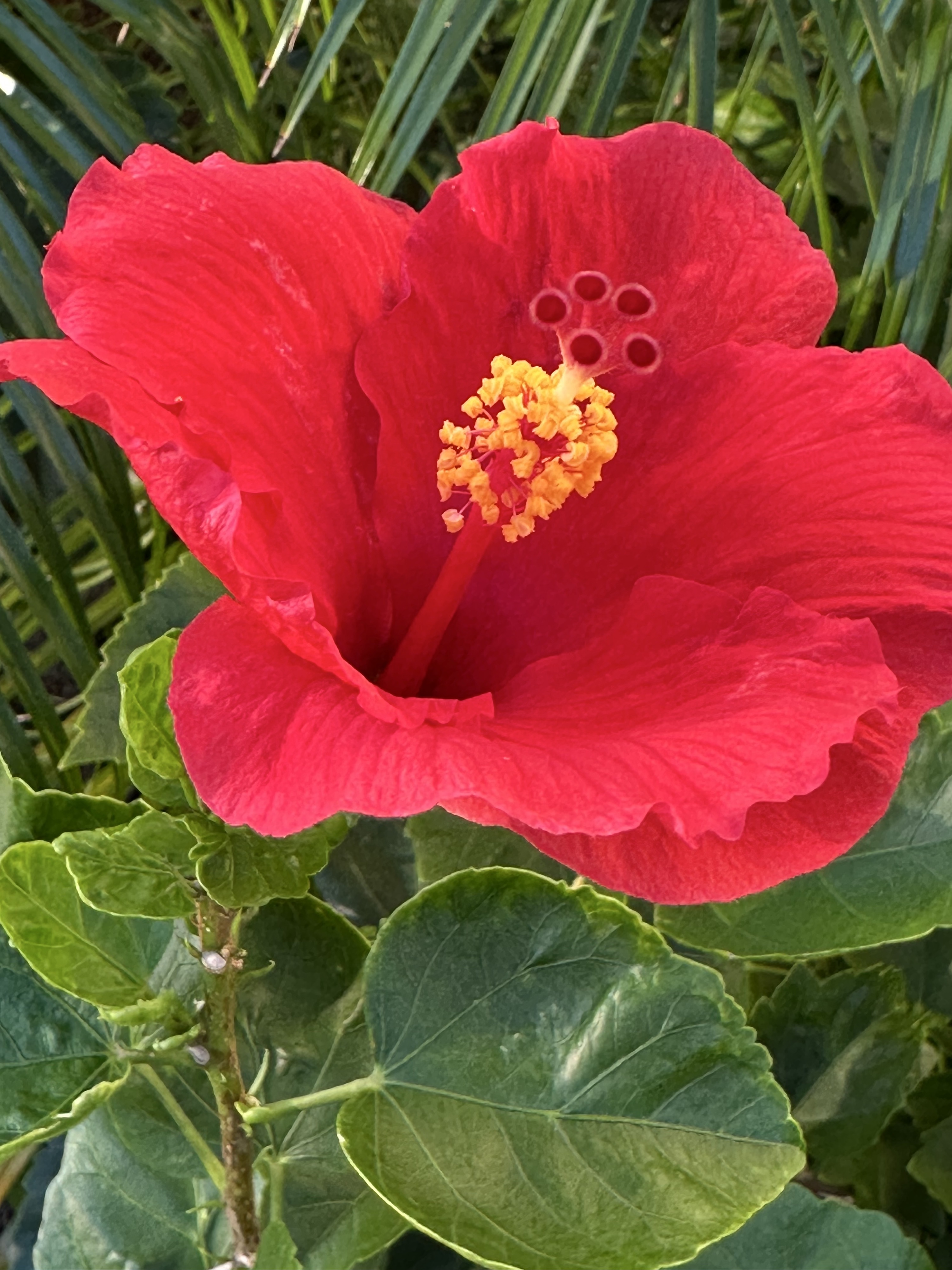 Bright red trumpet shaped flower with crinkled petals and a deep welled center with a big stamen of yellow and red surrounded by shiny green leaves. iPhone no edits.