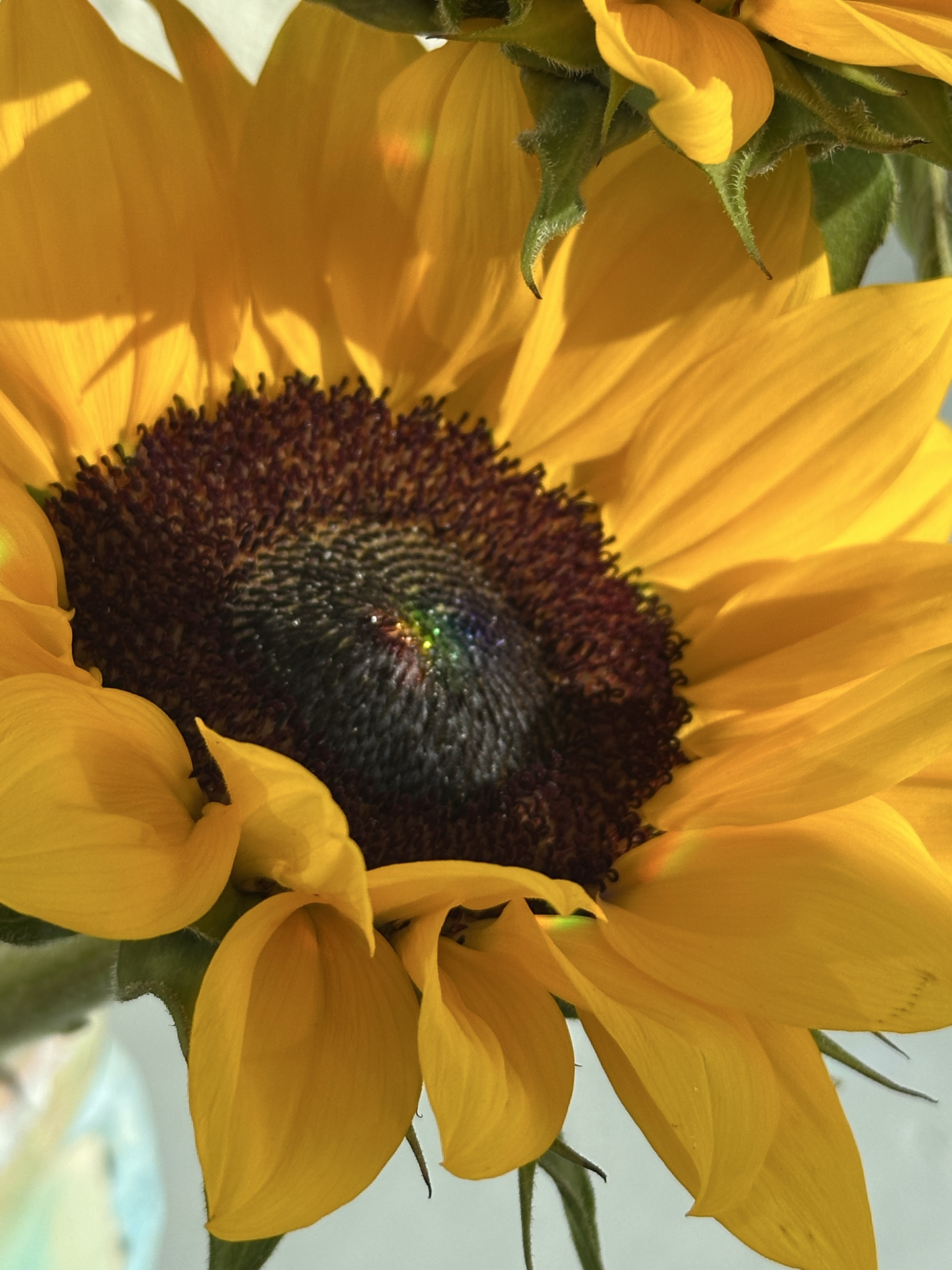A closeup of a sunflower half in bright morning light with a couple of tiny rainbows on the petals and one right smack in the middle. Background sparse off white. Yellow petals and brown center with a bit of green leaves. iPhone no edits.
