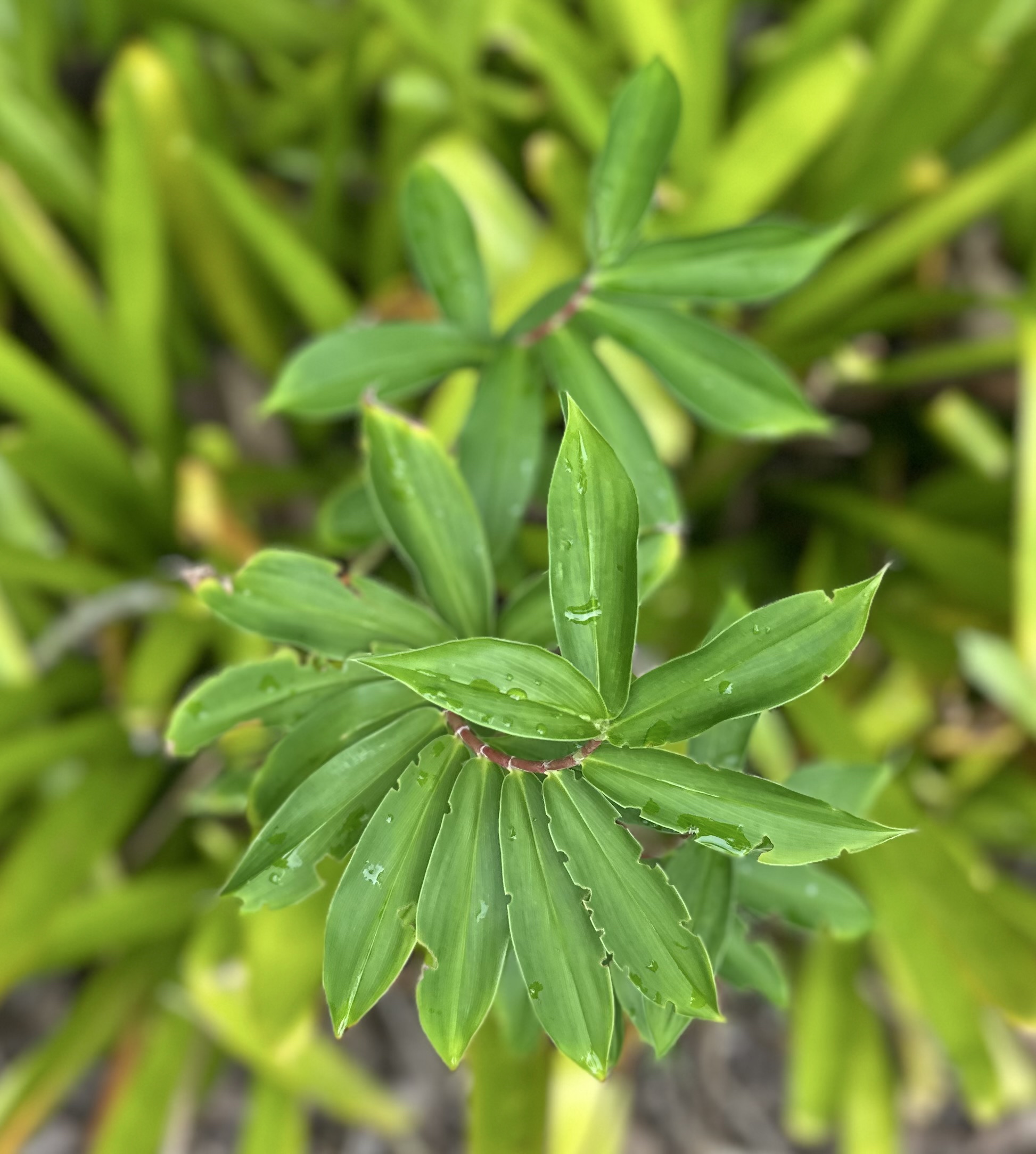 Twisty spired leaf crepe ginger? Not sure. A twirly plant. All green. All photos taken with iPhone no edits.