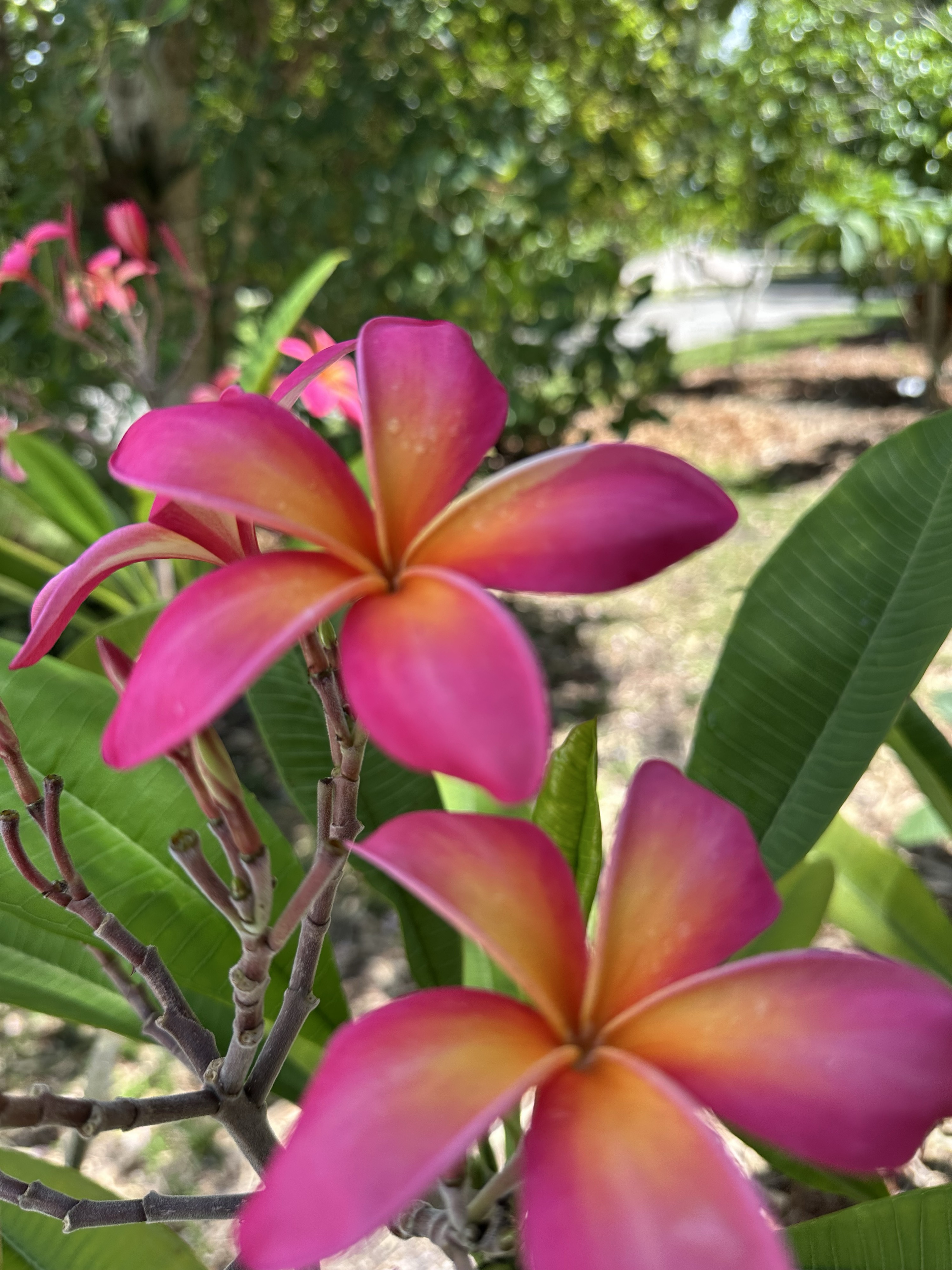 Plumeria in the garden. iPhone no filter on this or the rest of the pics.