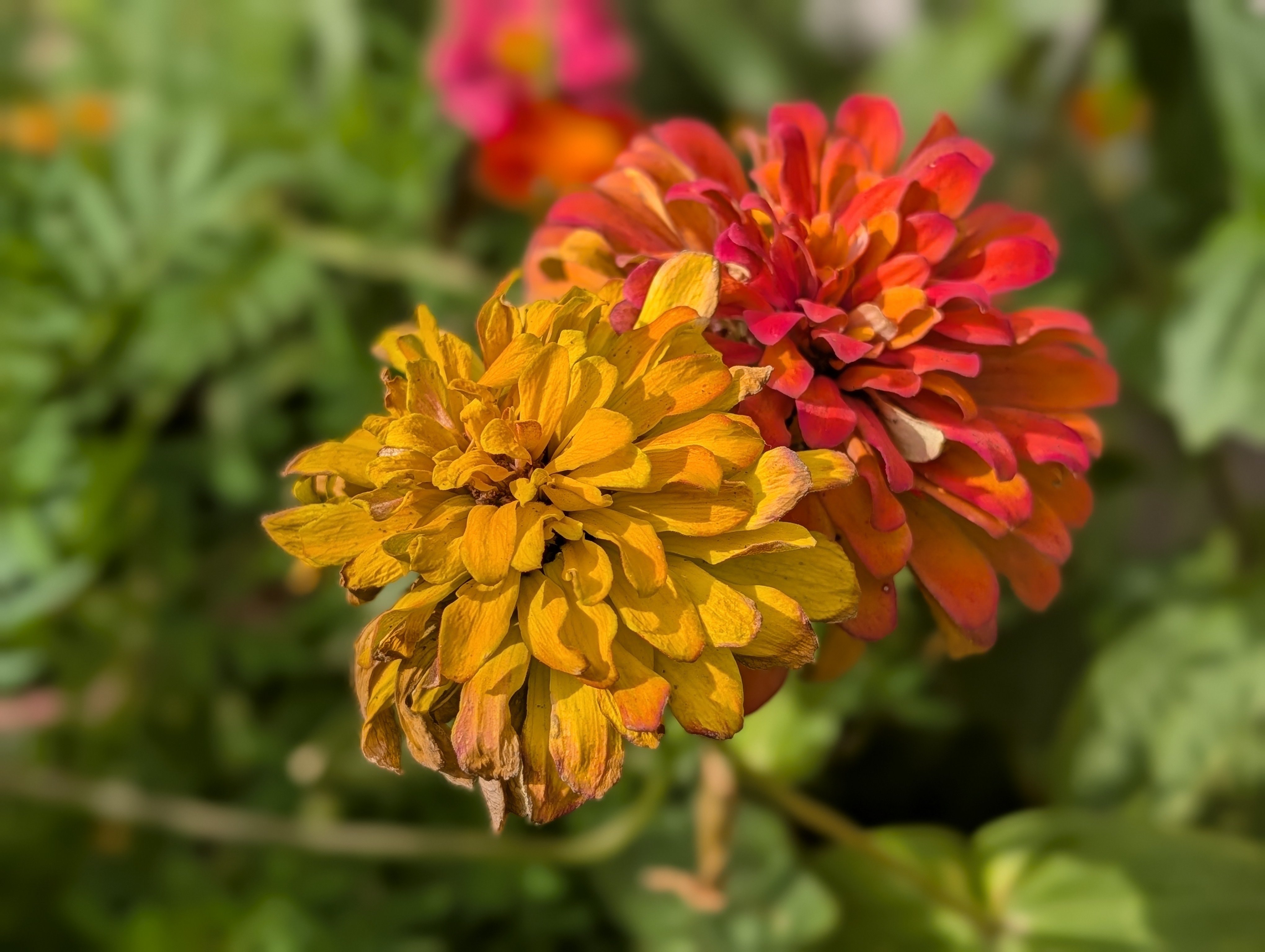 Close-up of a golden-yellow zinnia and a vibrant reddish-orange zinnia blooming side by side against a soft, blurred green background.
