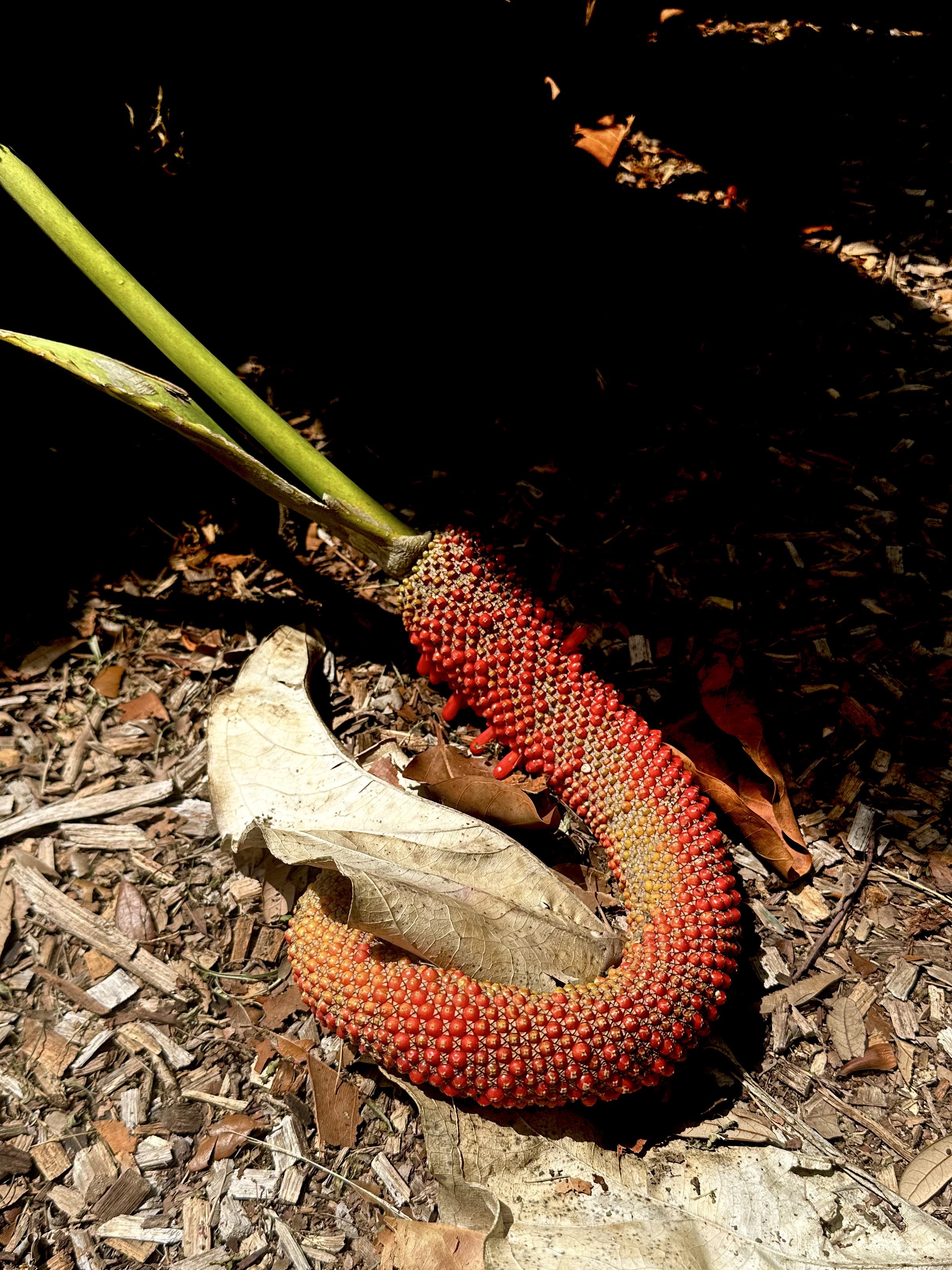 Fruit from some sort of monstera plant? It kind of looks like red corn of the cob curled up like a shrimp.