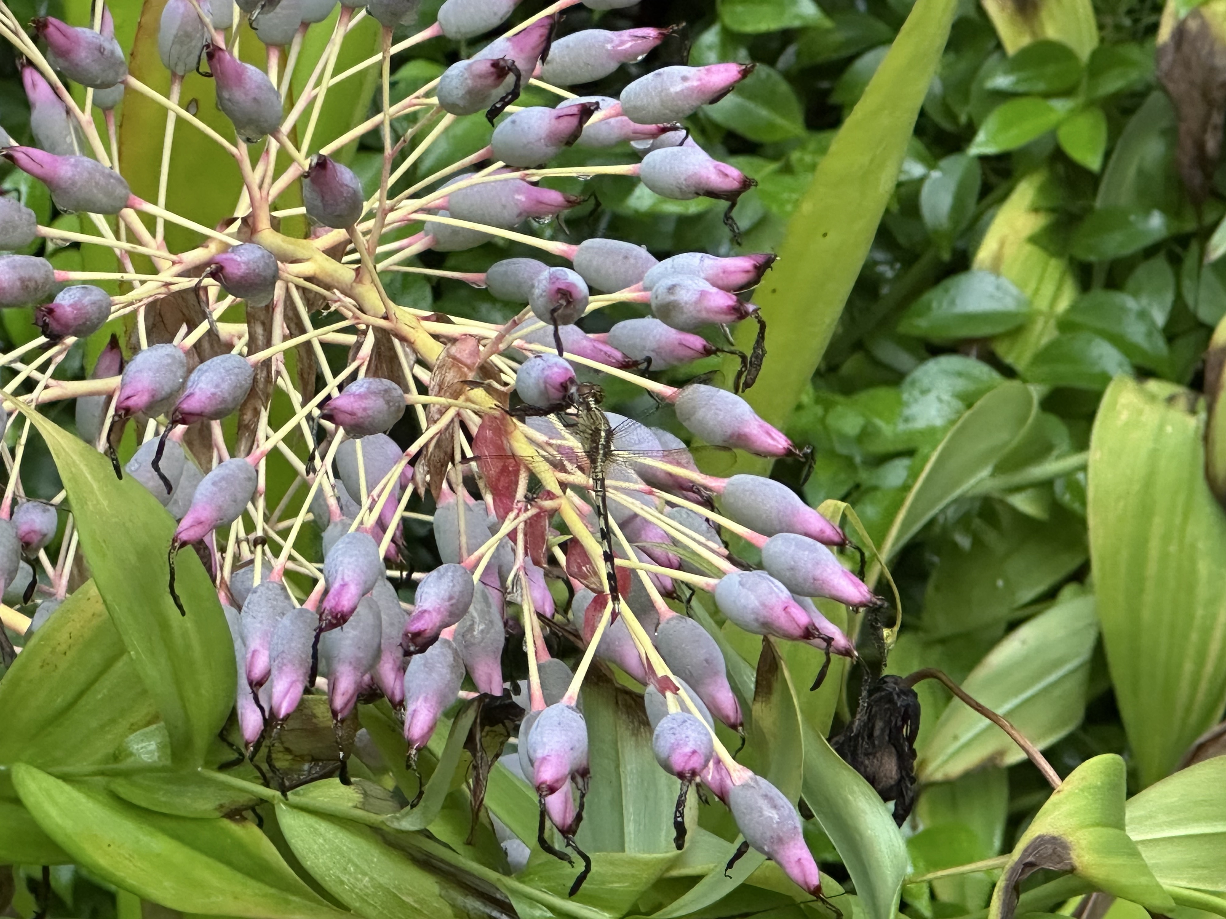 Portea petropolitana and a dragonfly. Purple pods with pink tips. Some have dark purple streamer looking things  coming out of them.