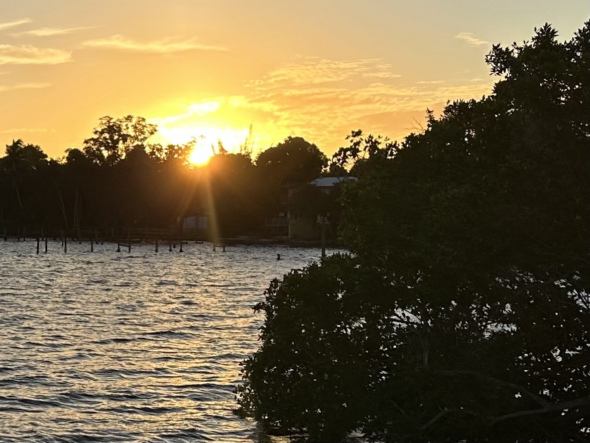 Sun shining beams through the trees as it rises