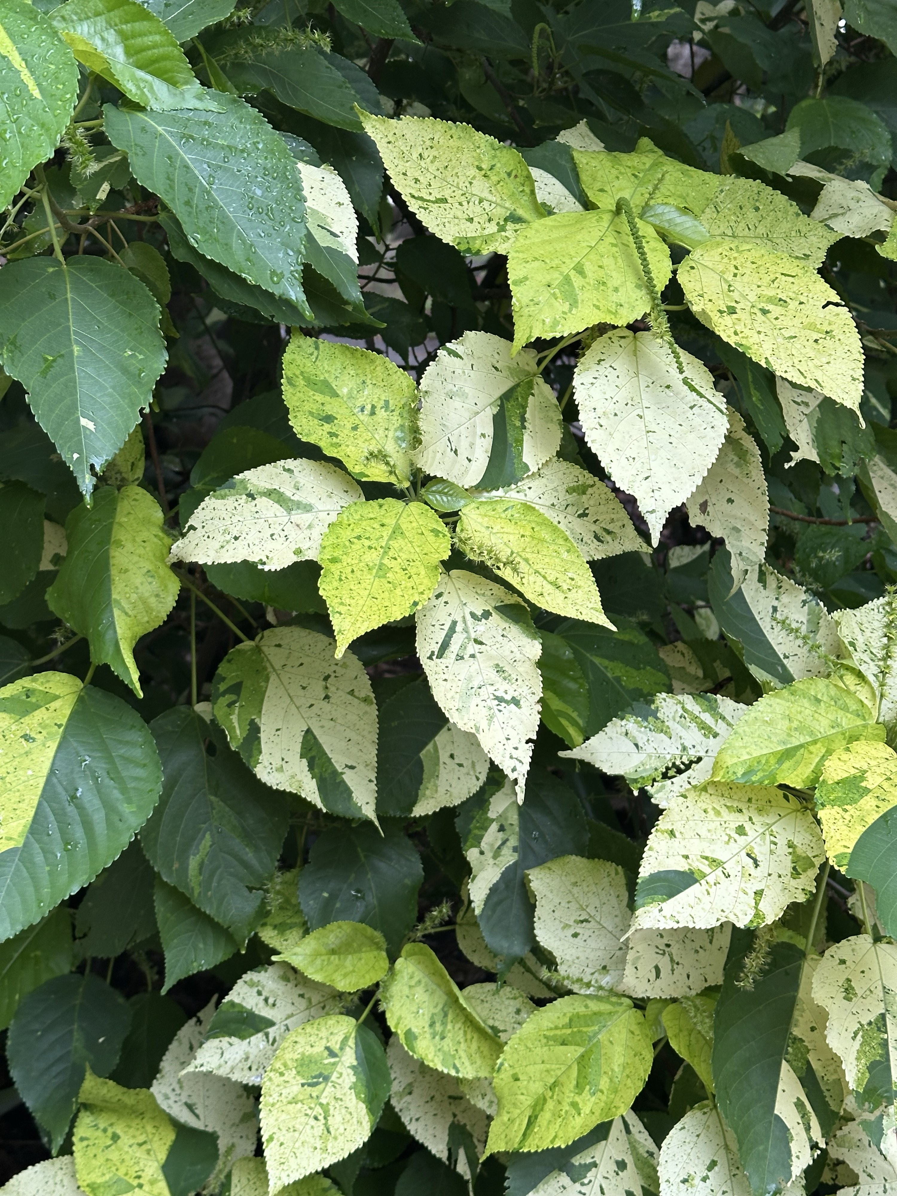 Variegated leaves in shades of green.