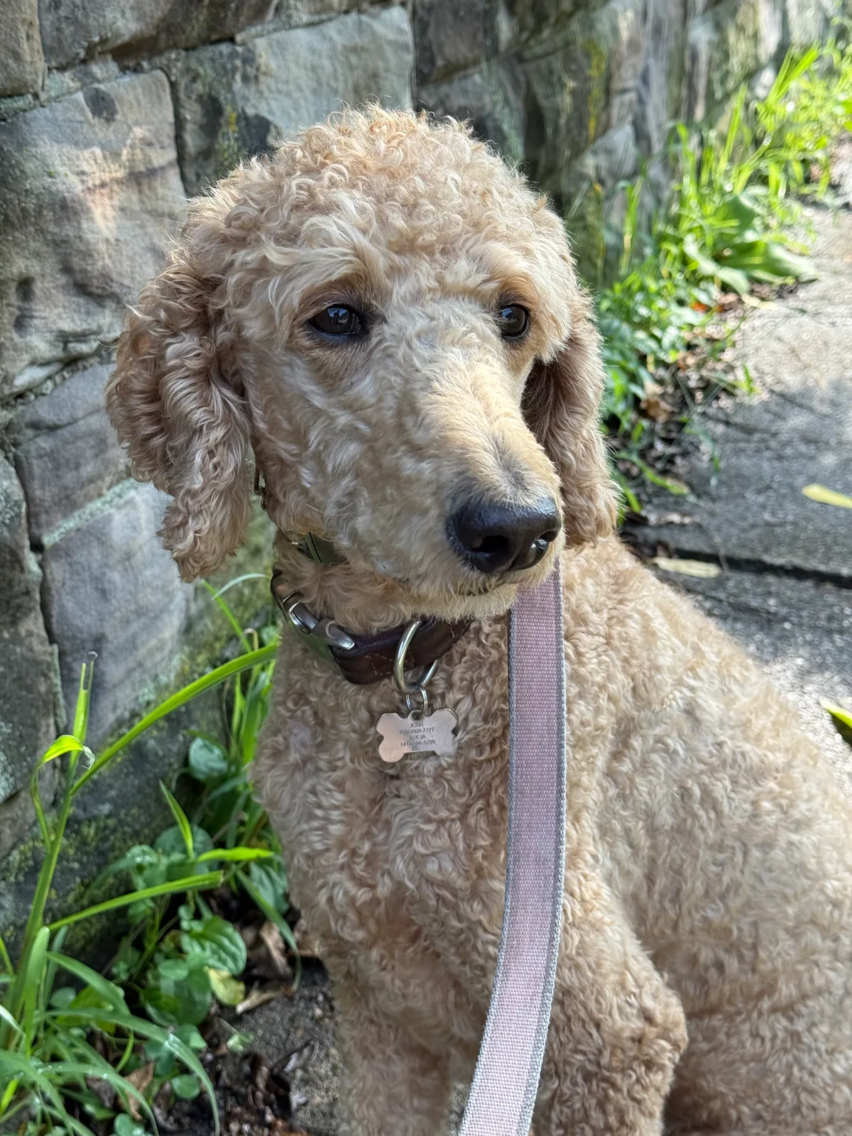 Macy: Doing a good sit, while doing a long walk.