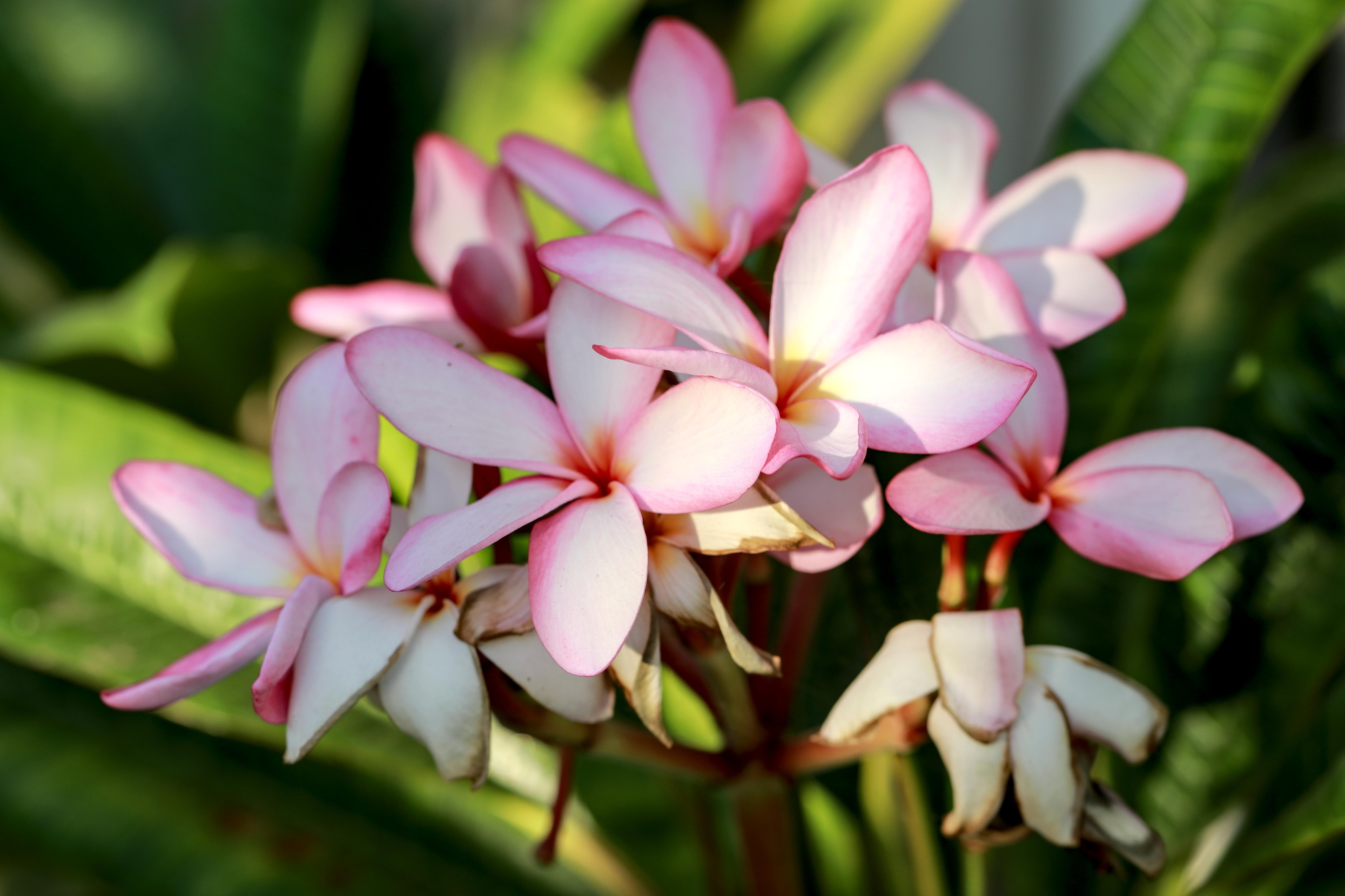 Pink plumeria blooms in partial sun with the green leaves out of focus in the background.  Seven blossoms in full blooms and two slightly wilted blossoms near the bottom of the image.
