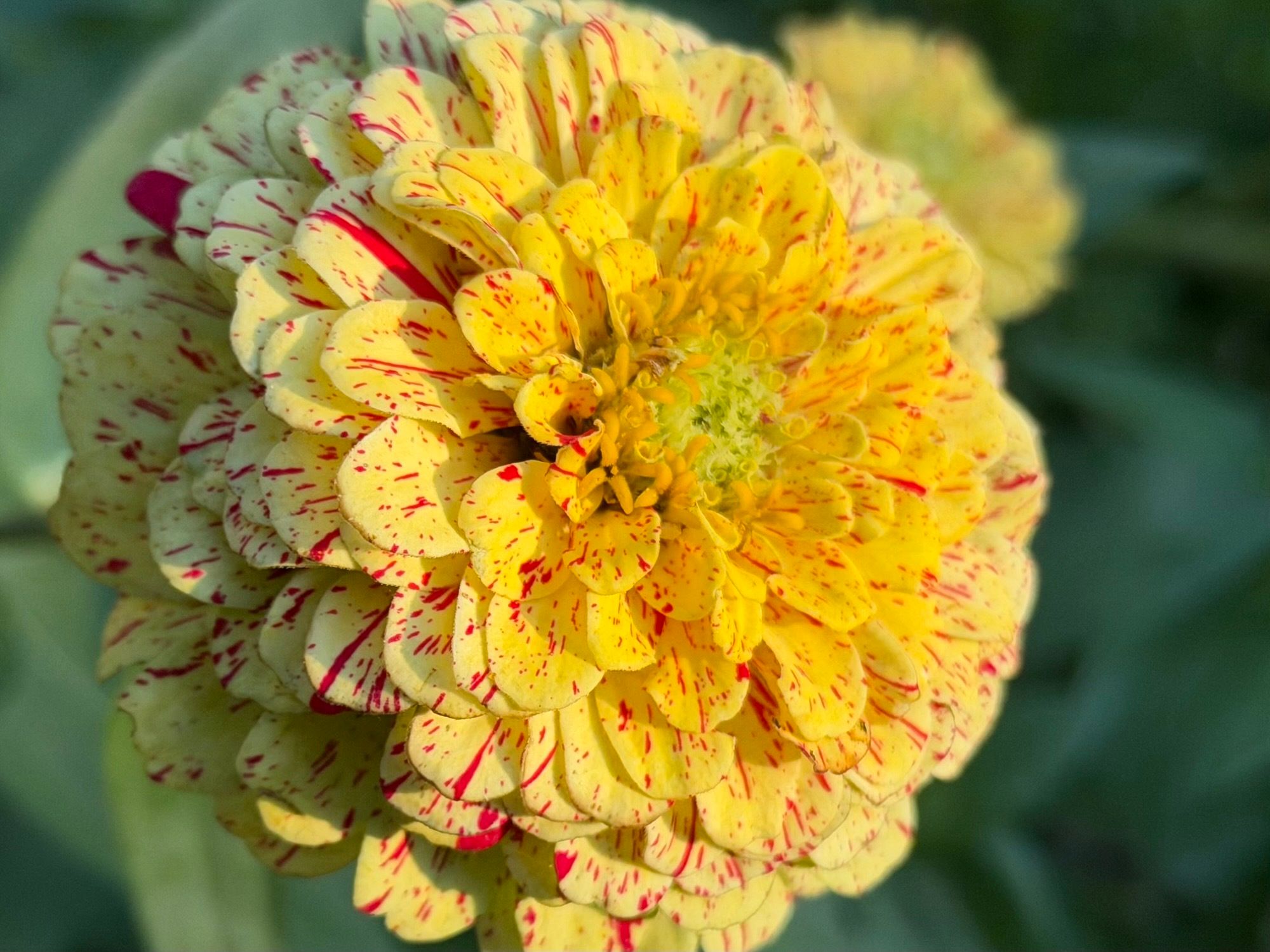 A close-up of a blooming yellow zinnia flower covered in vibrant red speckles and stripes, with a soft green background.