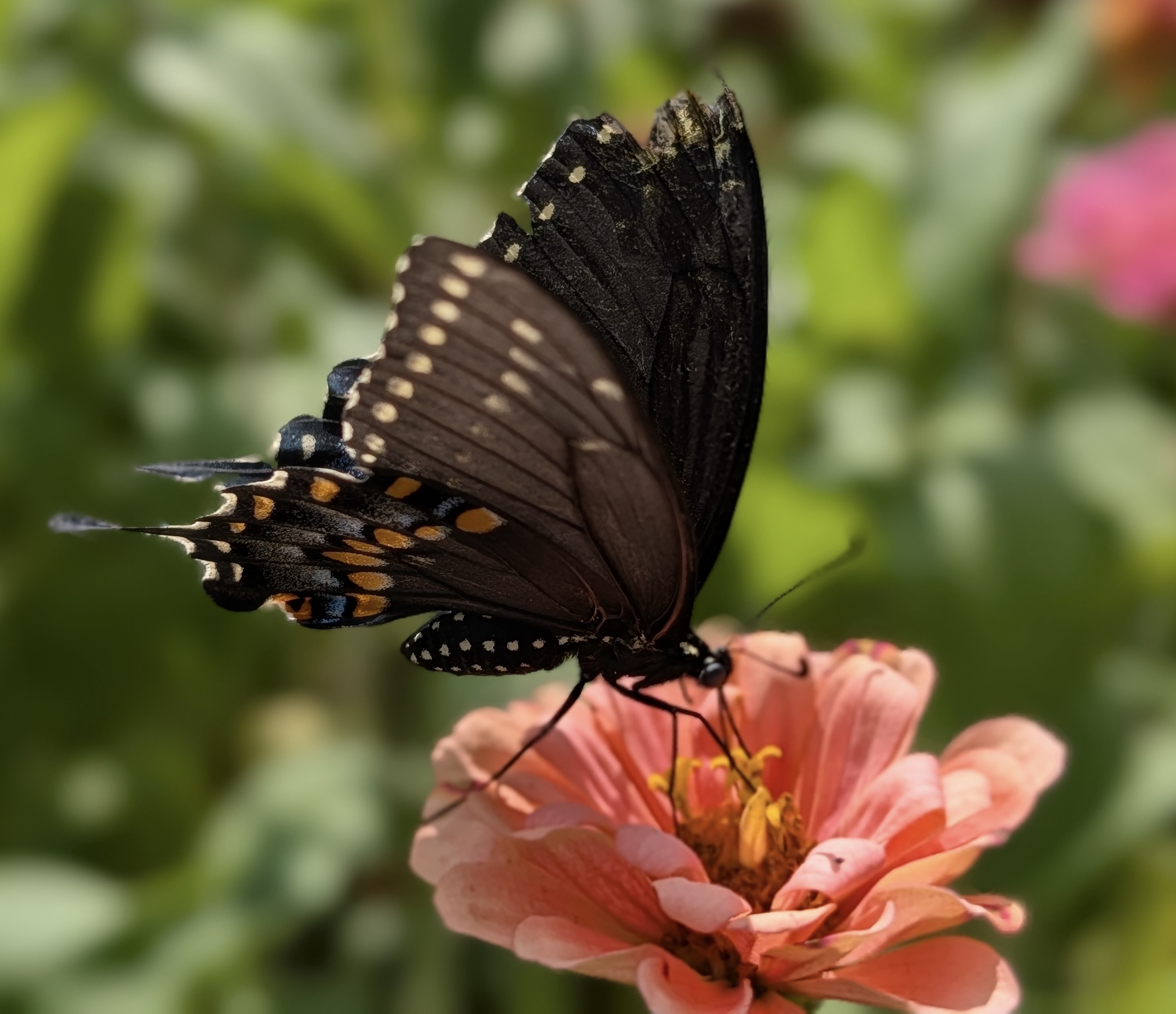 A black swallowtail butterfly with tattered wings feeds on a pink zinnia flower against a soft green background.