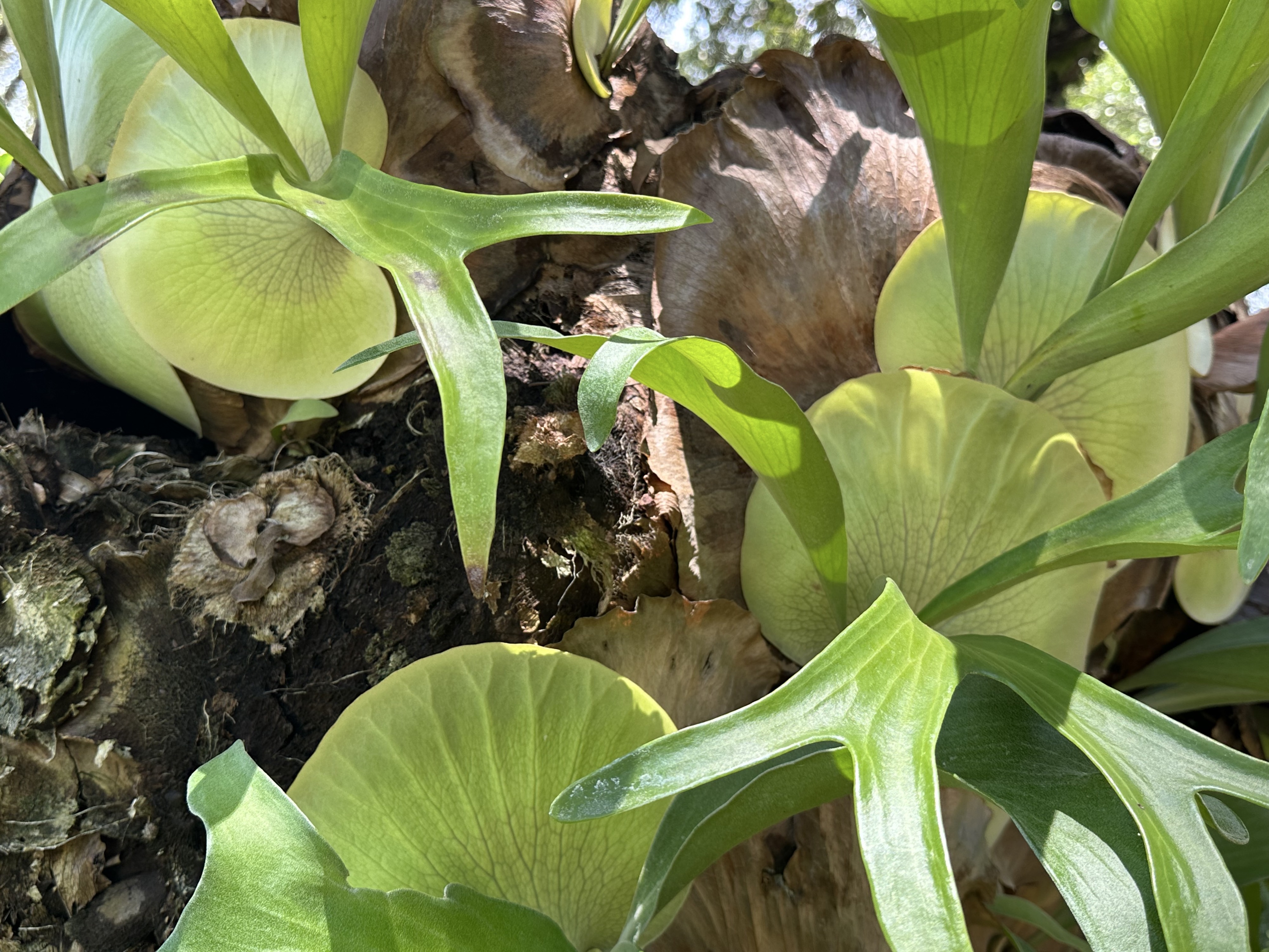Understand of staghorn fern with unique leaves