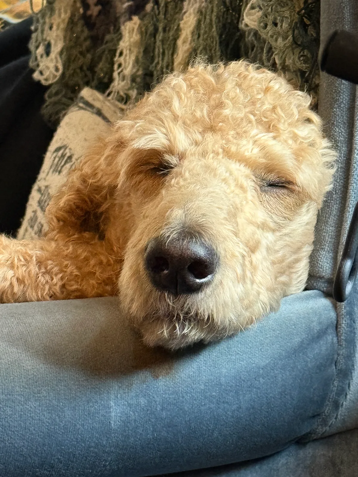 Macy: Sleeping
