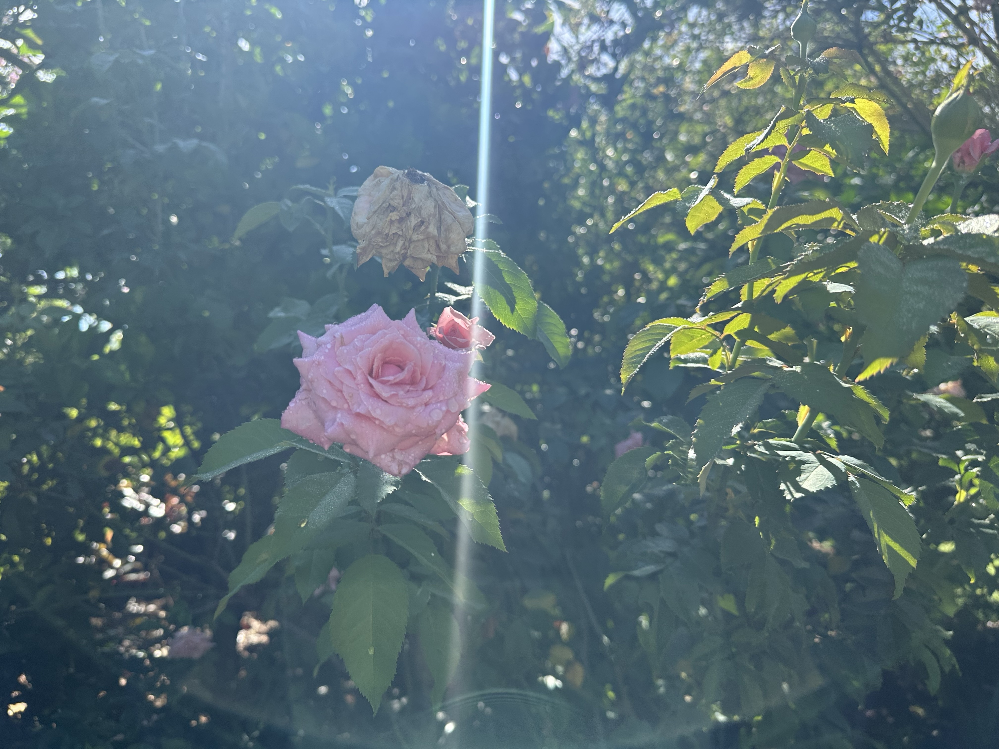 An almost perfect pink rose next to one that has withered and died but not fallen off or been removed yet. A beam of sunlight streaks down and there are dappled green leaves everywhere. iPhone no edits.