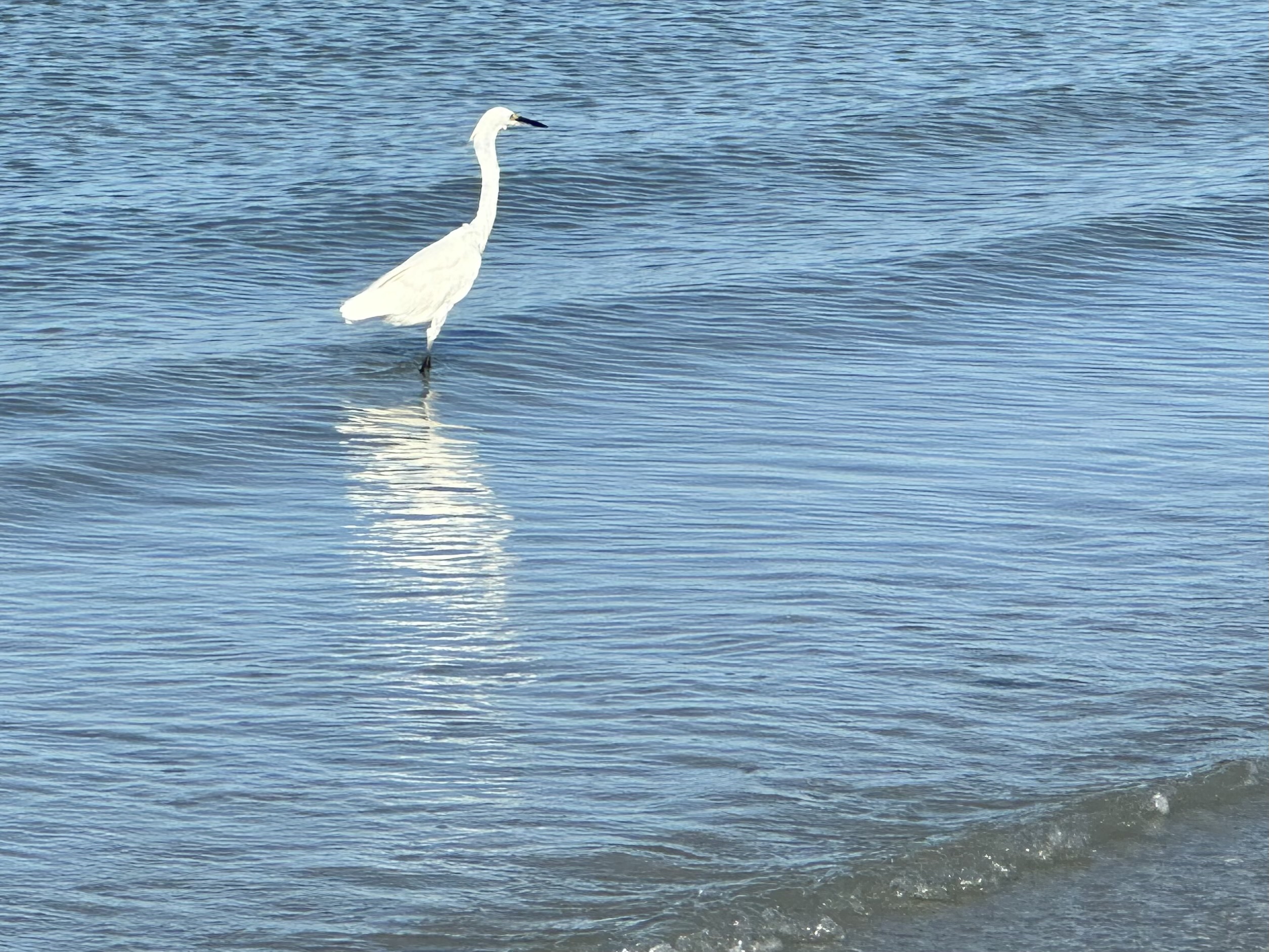 A white heron stands looking off to the right in the calm waves of the blue green gulf waters. It’s reflecting is dissolving below. iPhone photos
