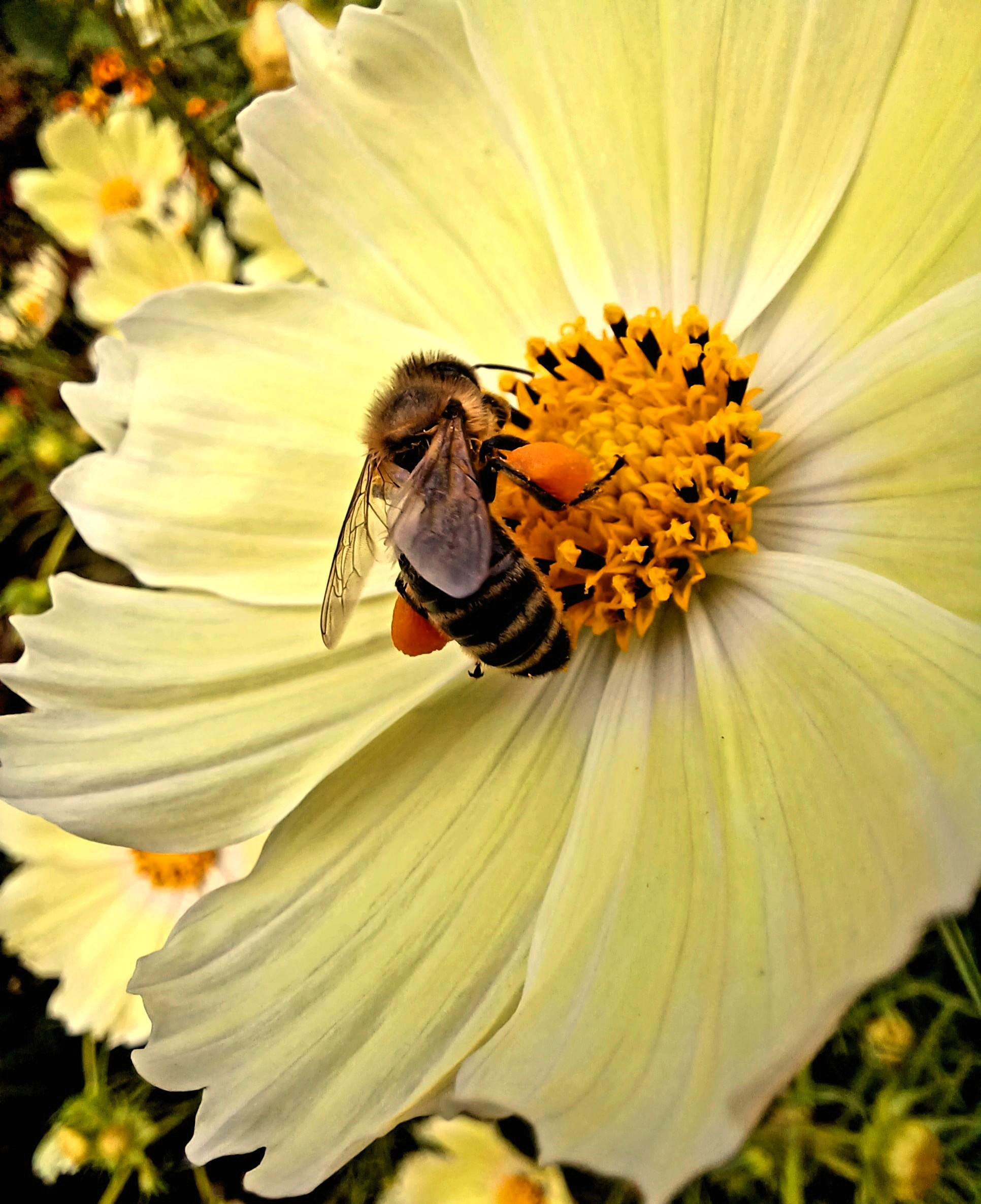 A honey bee, large bundles of pollen attached to her back legs, is busy gathering more on the yellow and black centre of a pale yellow cosmos flower 