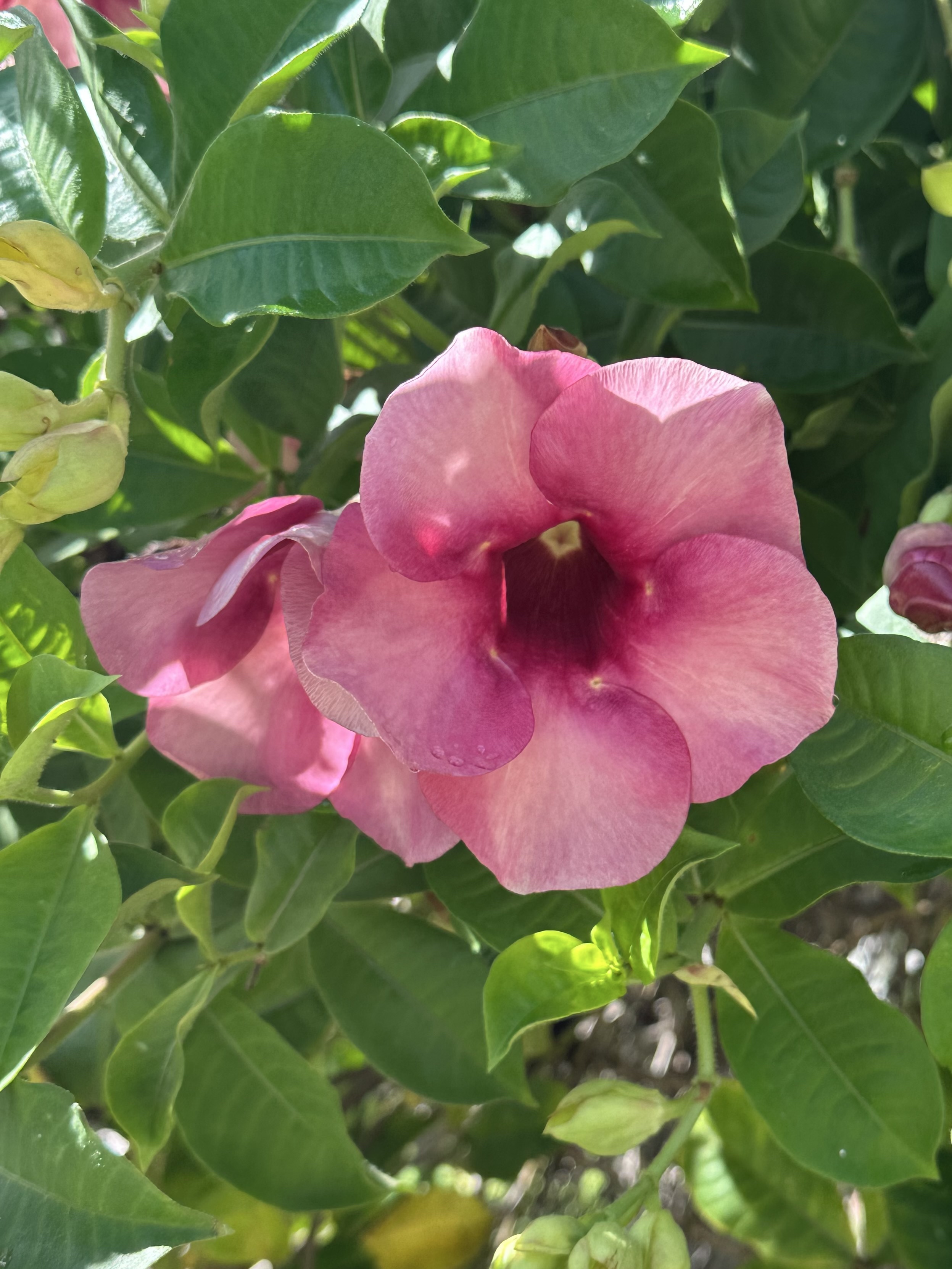 5 petal pink flower where the middle looks like a star and dappled sunlight falls around the green leaves.